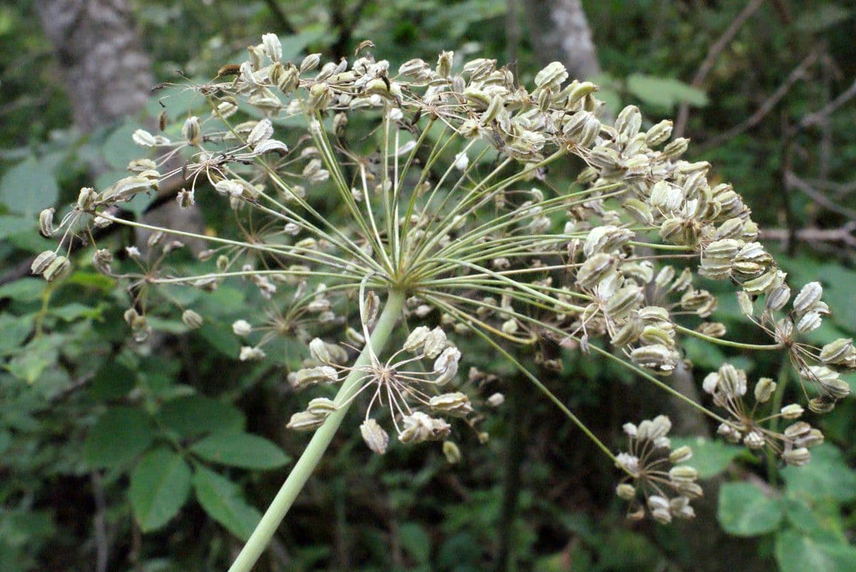 Broadleaf sermountain 2