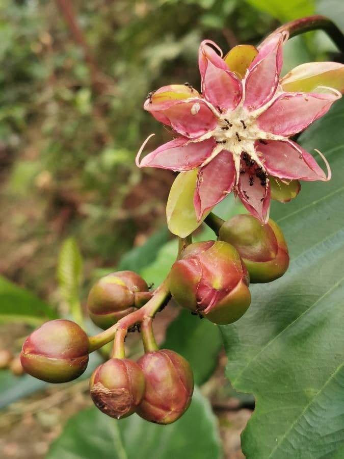 Dillenia 5
