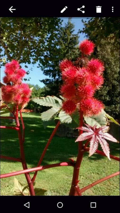 Wunderbaum