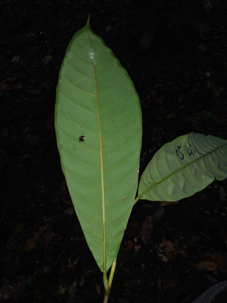 Pouteria 2