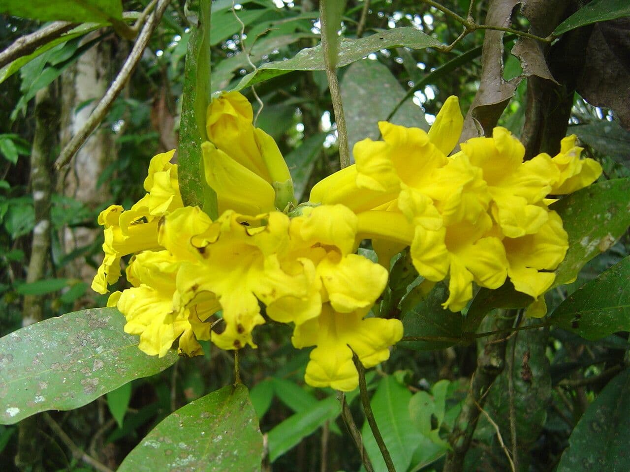 Adenocalymma