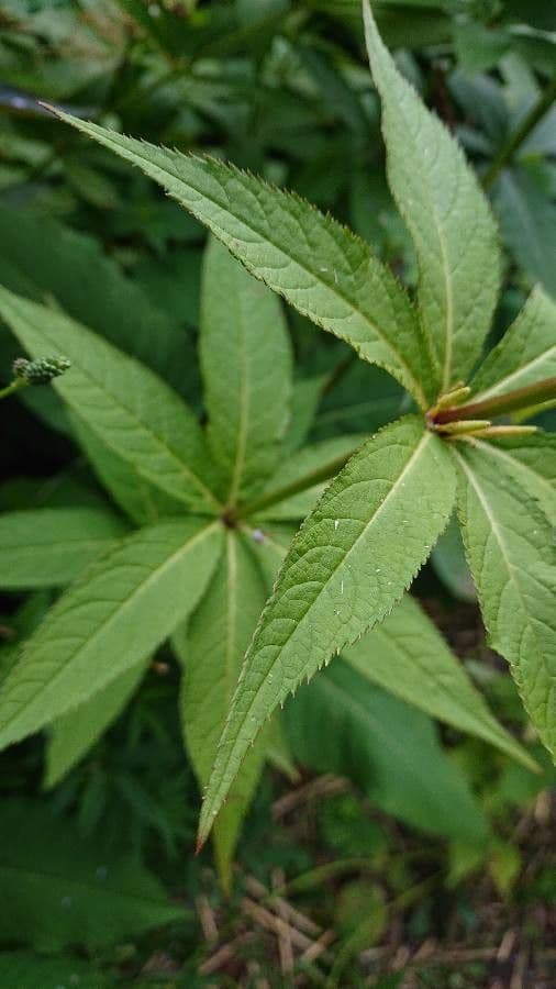 Veronicastrum 17