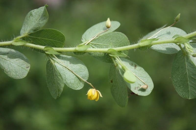 Chamaecrista rotundifolia 3
