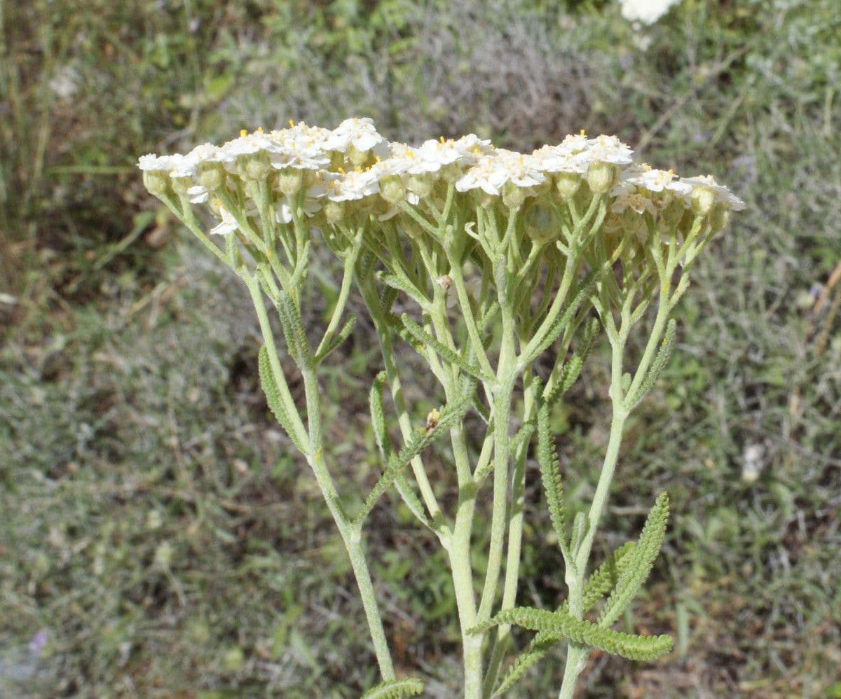 Achillea di Creta 5
