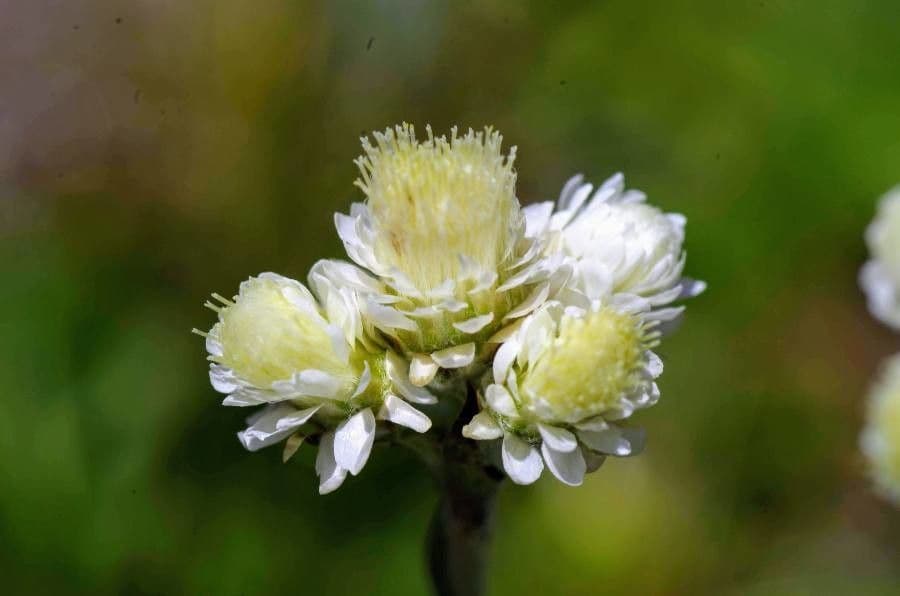Antennaria lanata 3