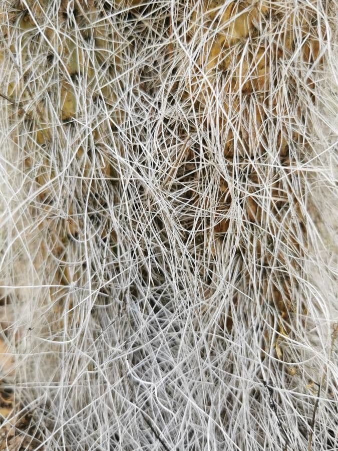 Opuntia leucotricha 21