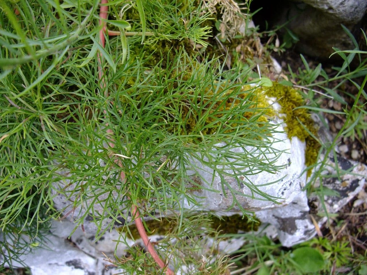 Schmalblättrige Pfingstrose 15