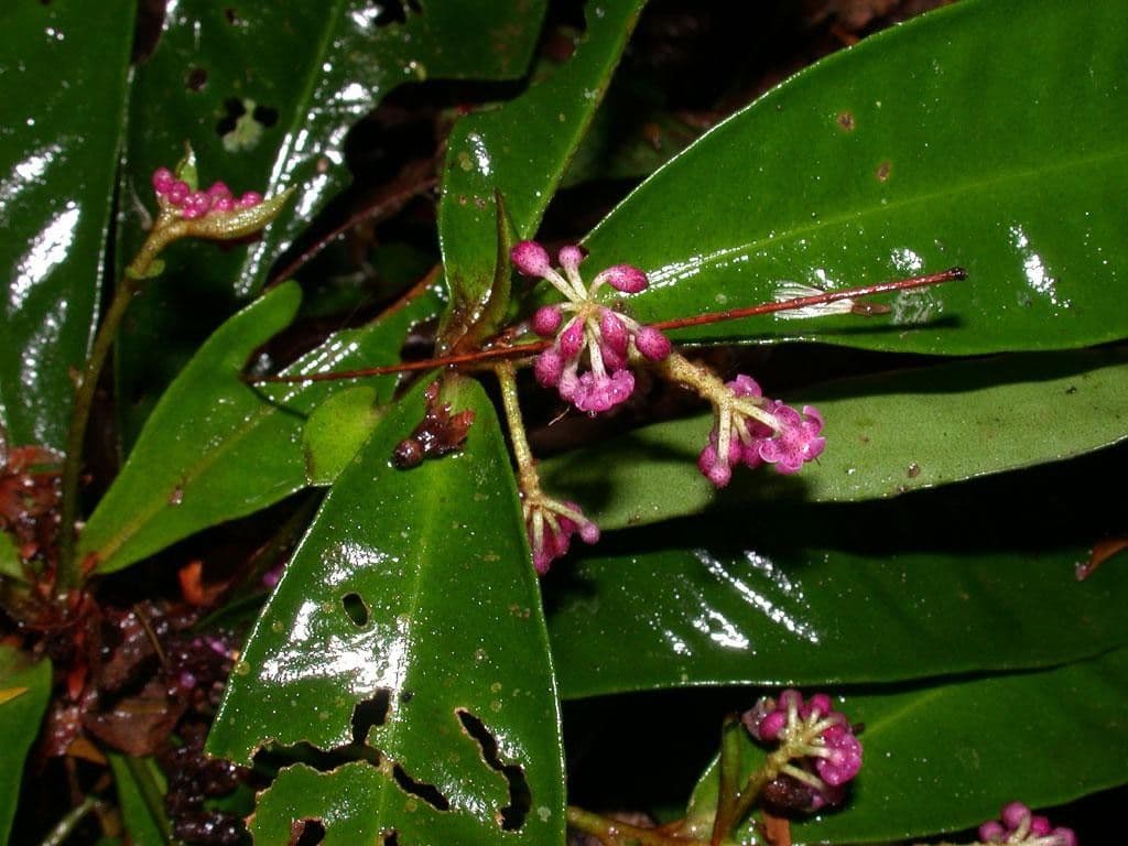 Hymenandra 14