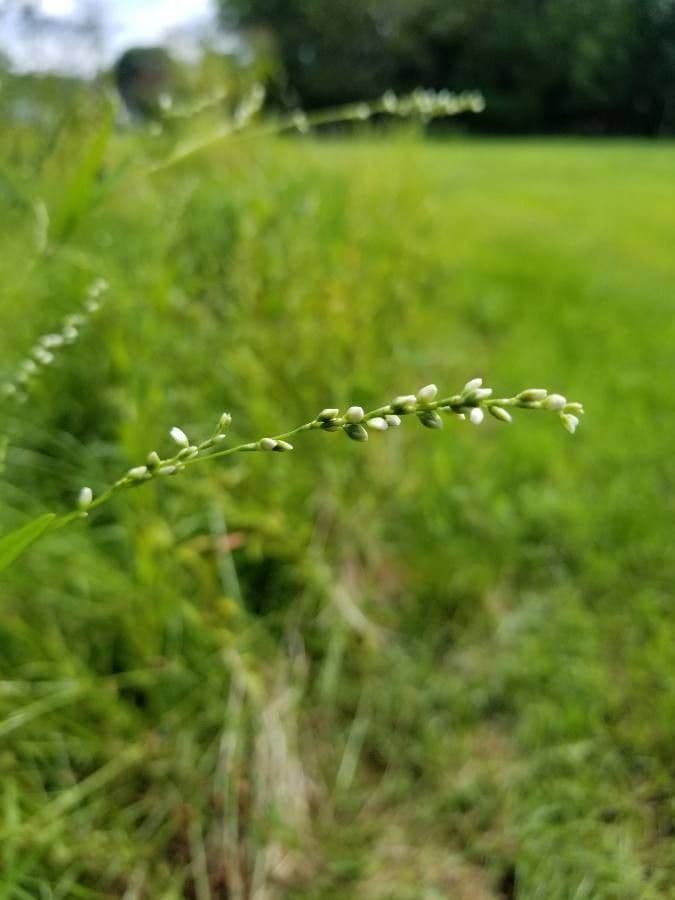 Poligala paniculata
