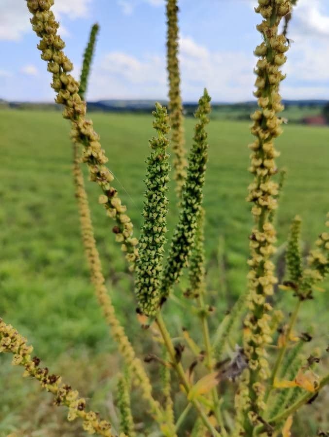 Ambrosia trifida 6