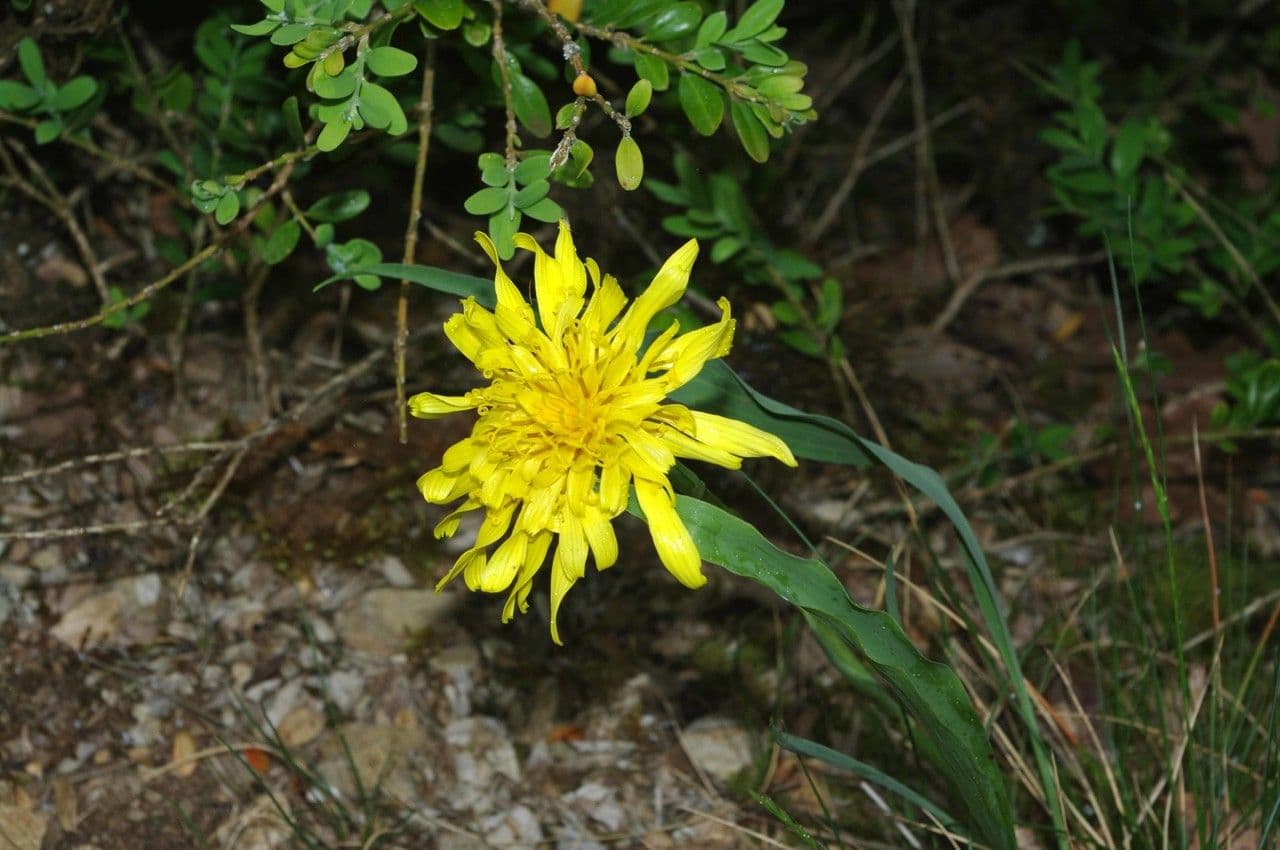 Scorzonera austriaca 9