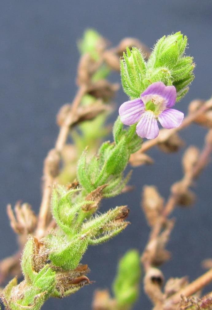 Stemodia durantifolia 21