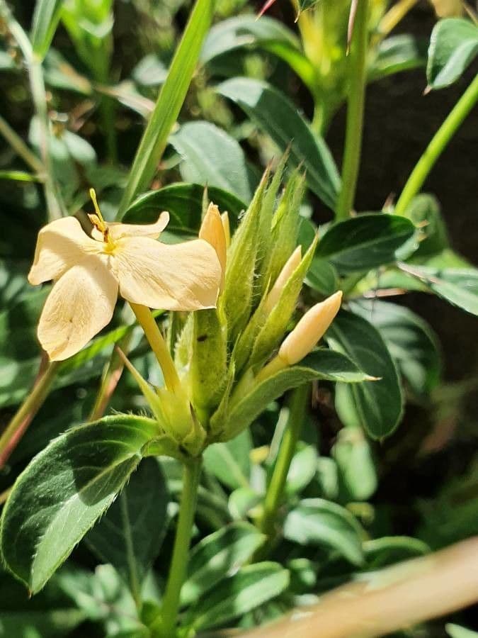 Barleria 19