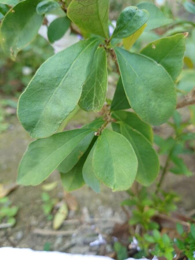 Strauch-Brunfelsie 19