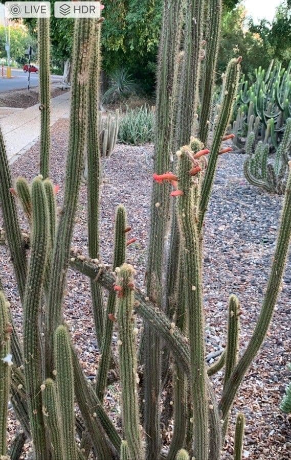 Cleistocactus 6