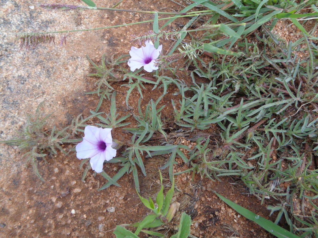 Ipomea 2