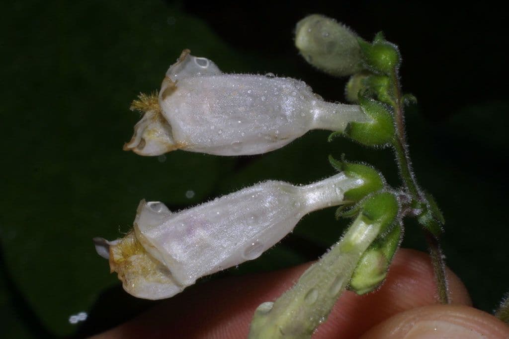 Penstemon 5