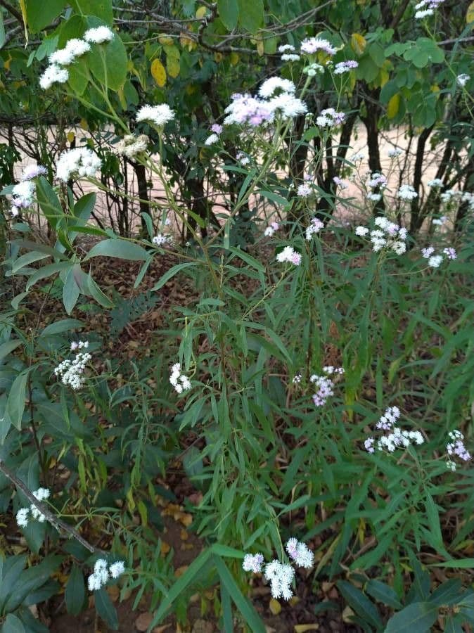 Vernonia