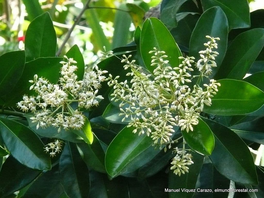 Ardisia révolutée 10