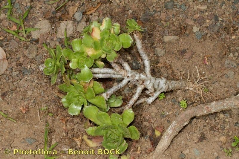 Aeonium 7