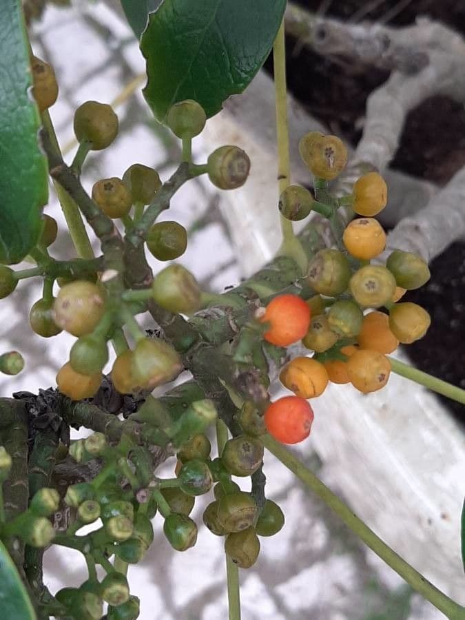 Schefflera arbicole 2
