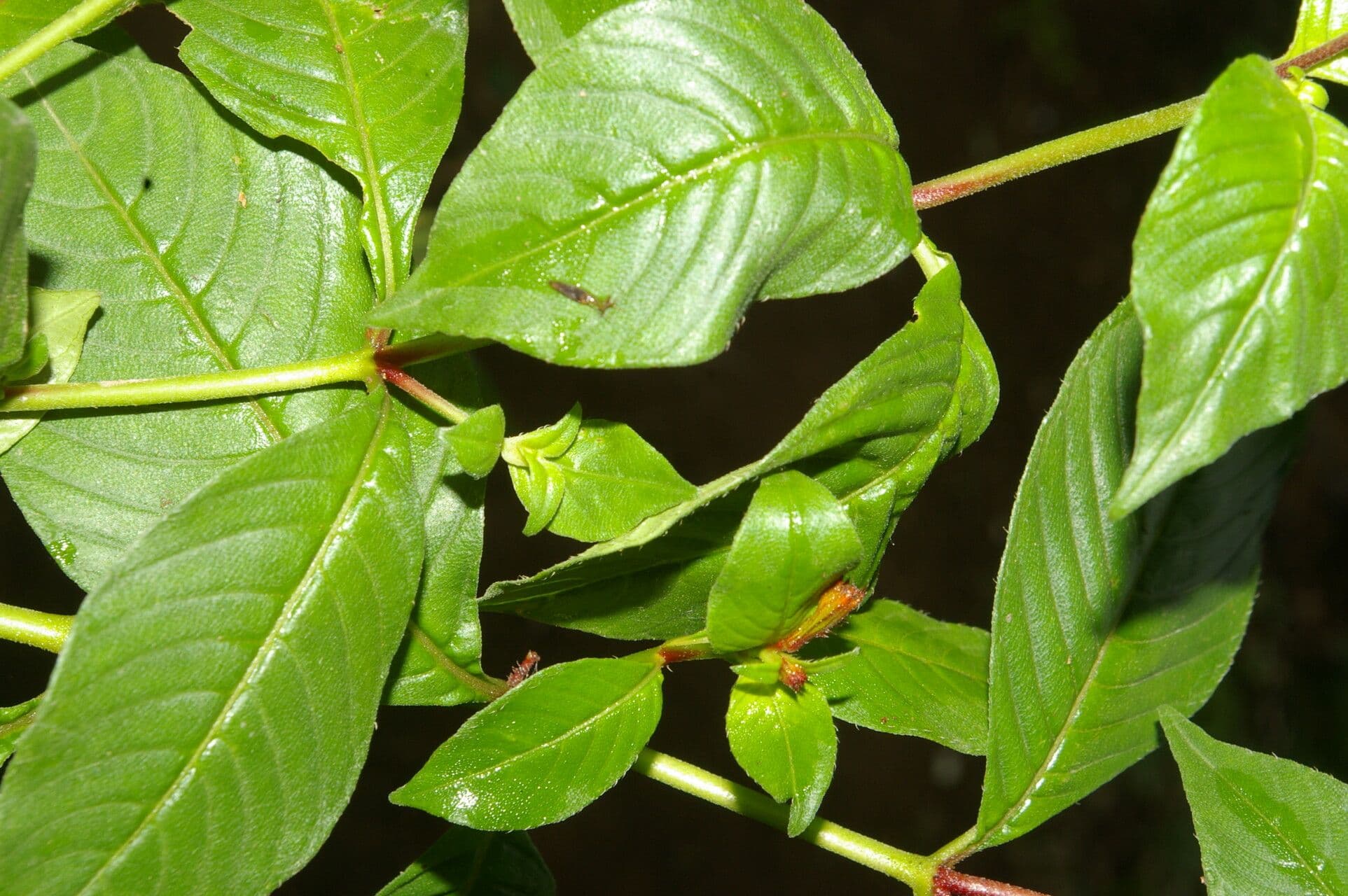 Cuphea appendiculata 10