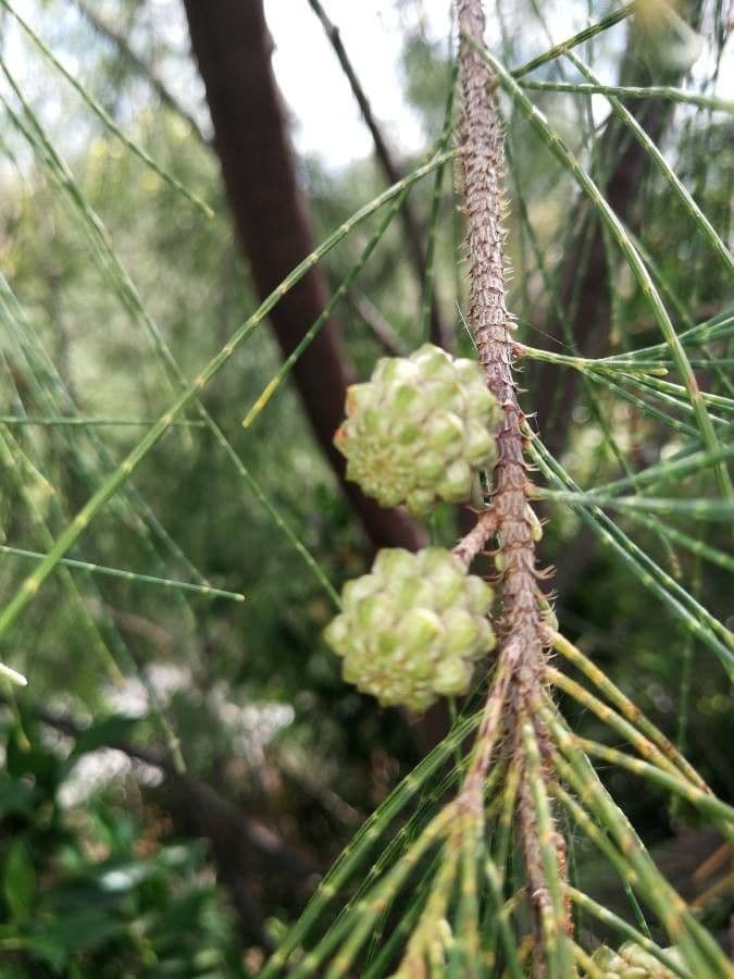 Casuarina di Cunningham 4