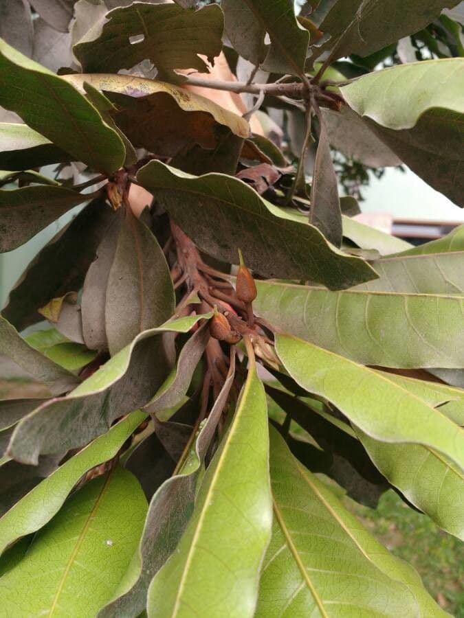 Pouteria 6