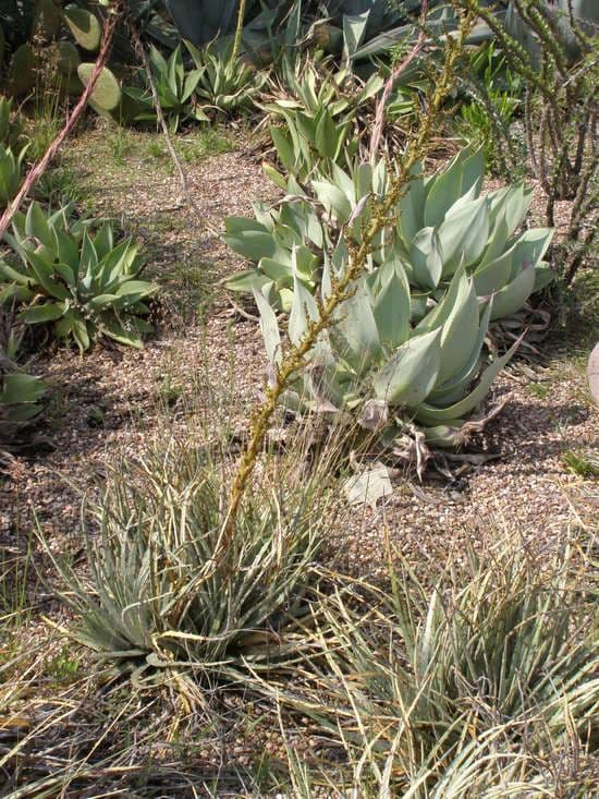 Hechtia 4