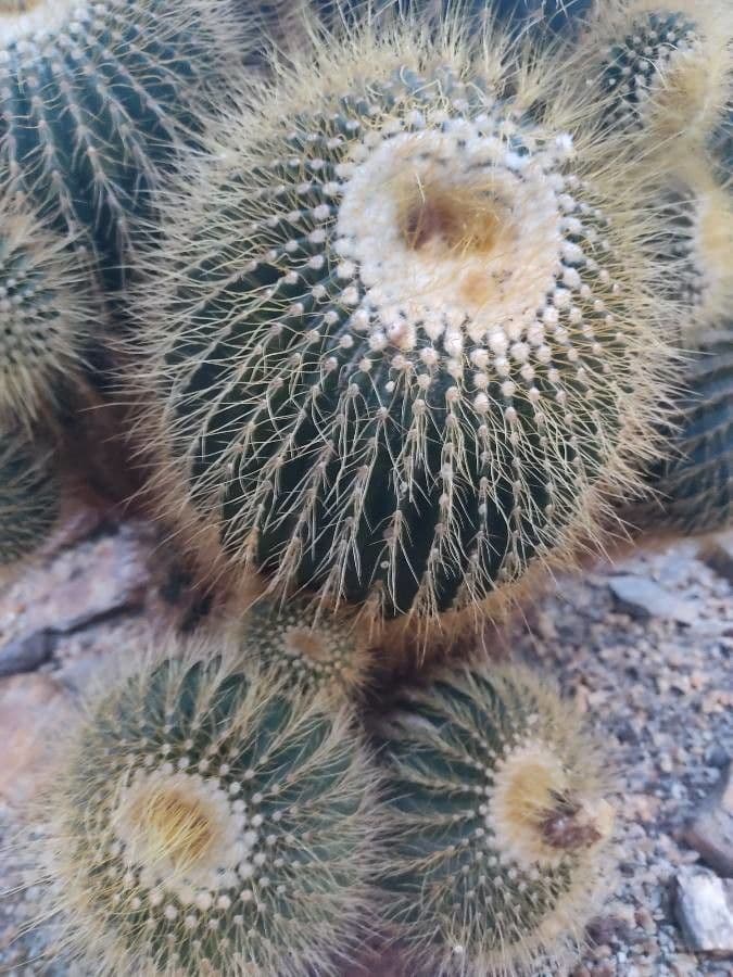Parodia 8