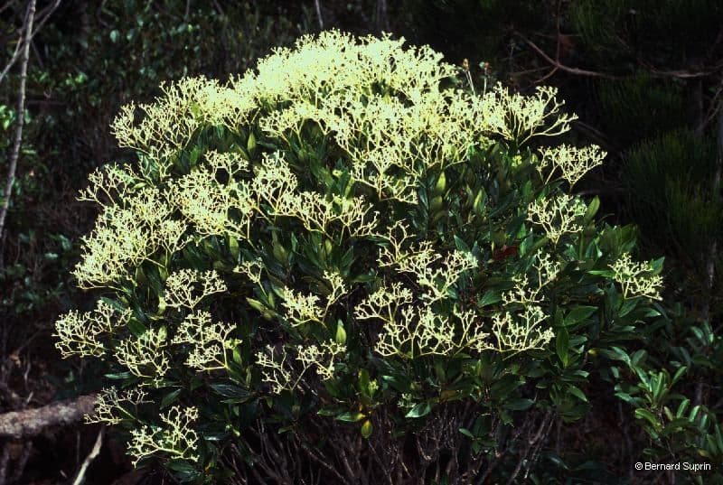 Psychotria 8