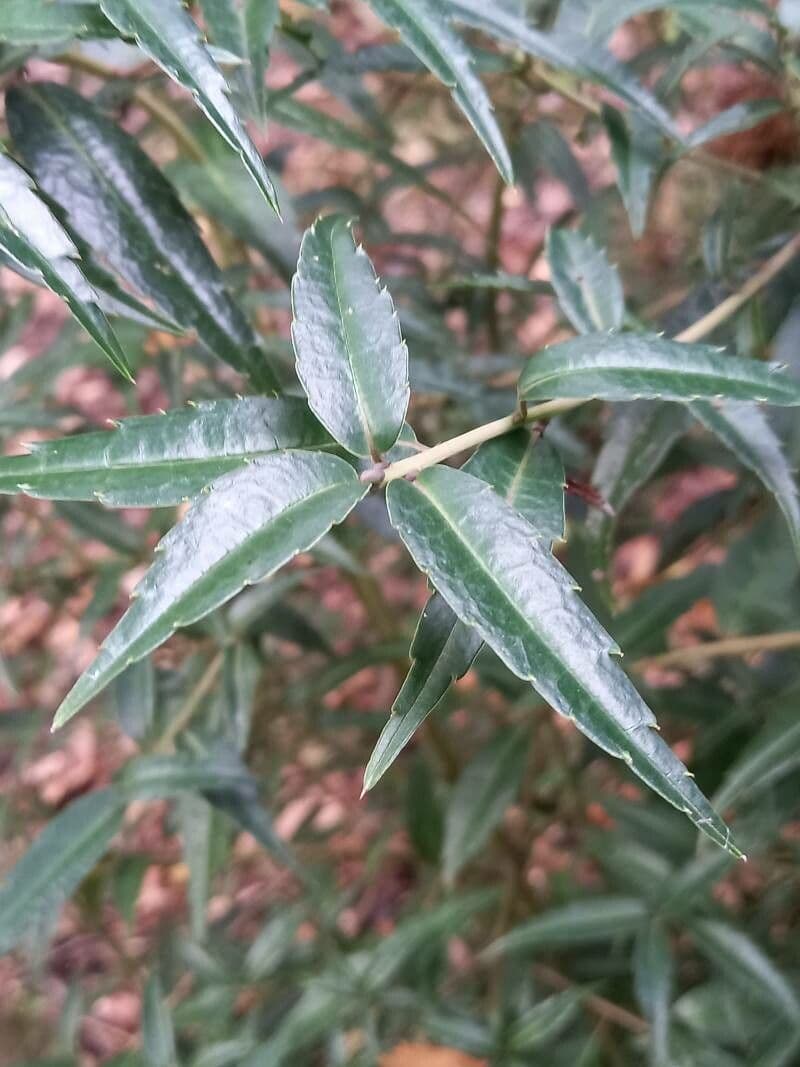 Helwingia himalayana 2