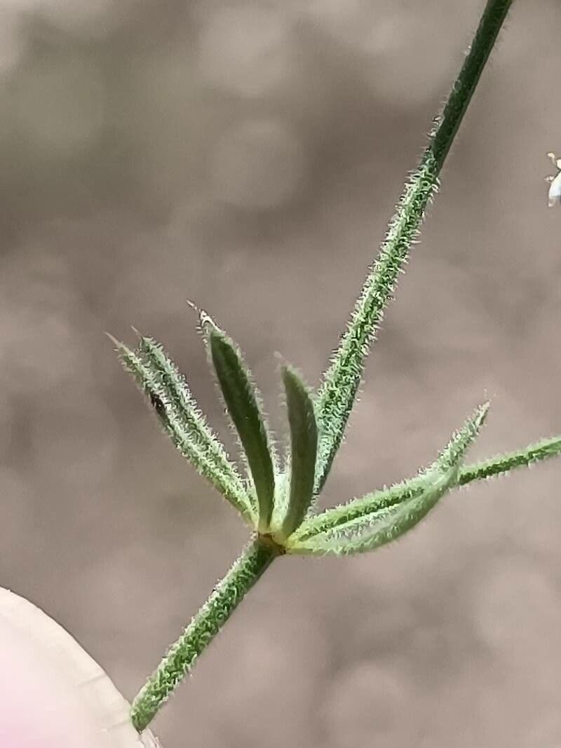 Asperula hirsuta 13
