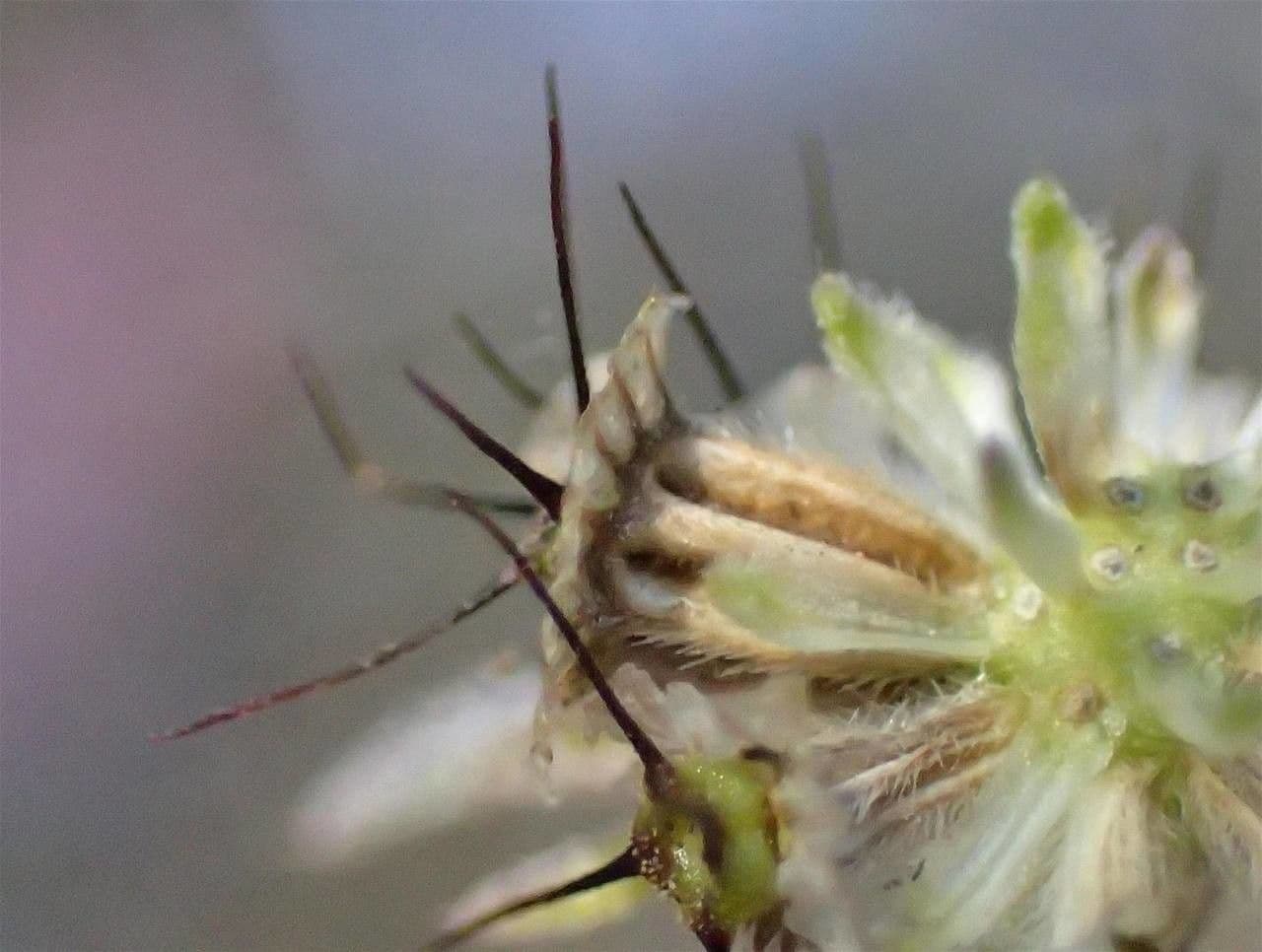 Vedovina cinerea 4