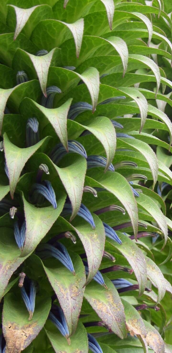 Lobelia 5