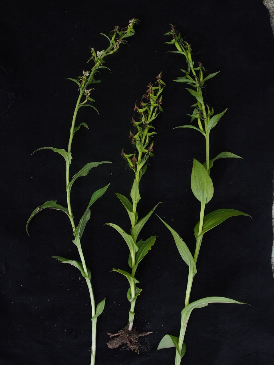 Habenaria 5