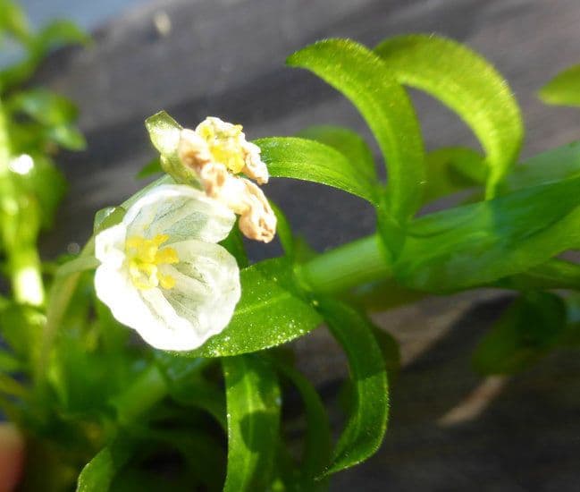 Elodea de Canadá 7