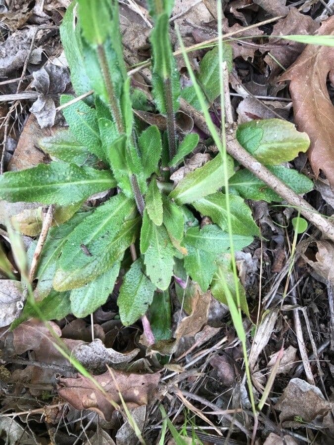Arabetta irsuta 18