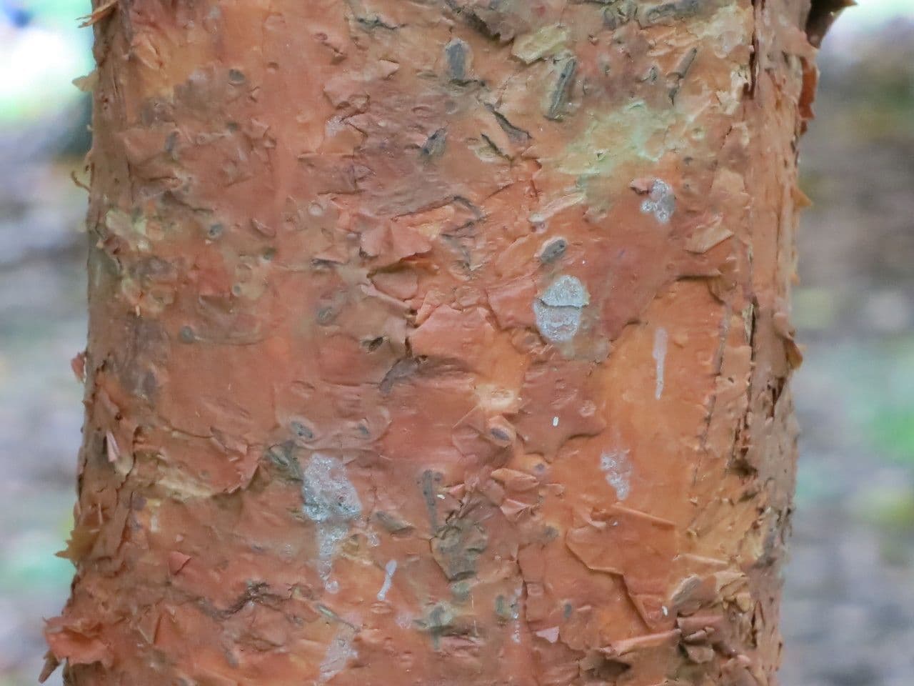 Syzygium 2