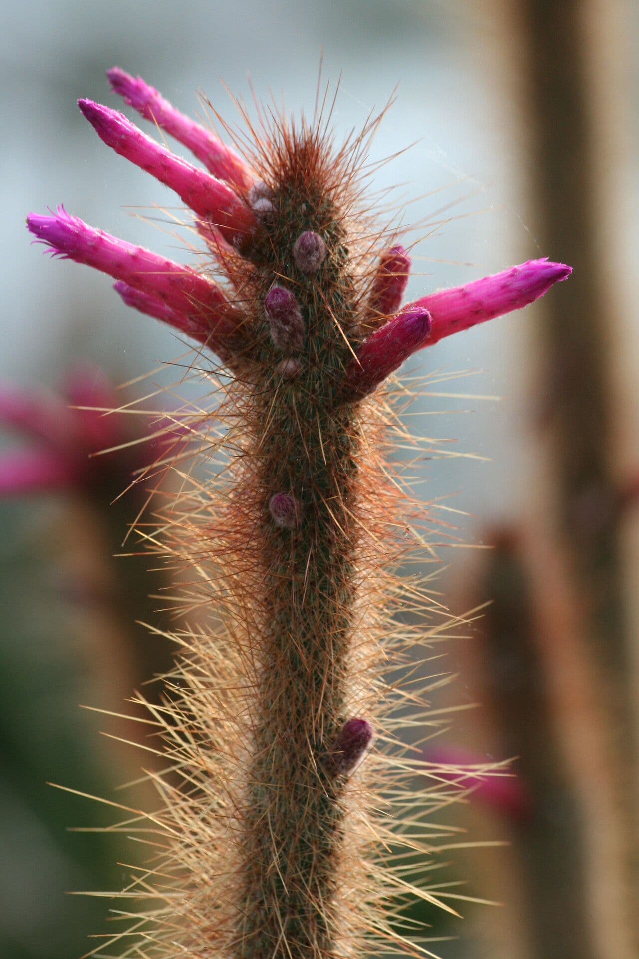 Cleistocactus