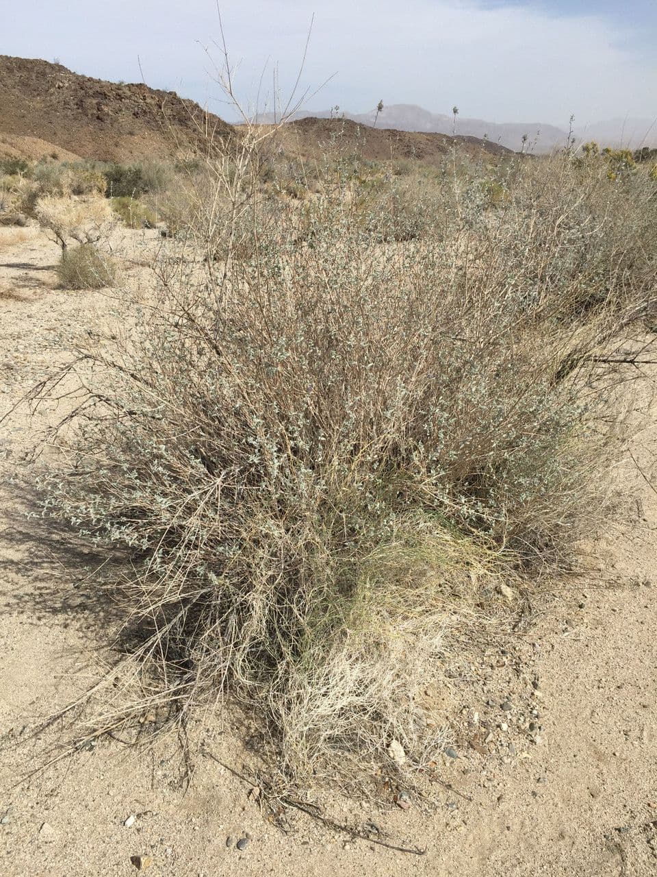 Lavanda del deserto 13