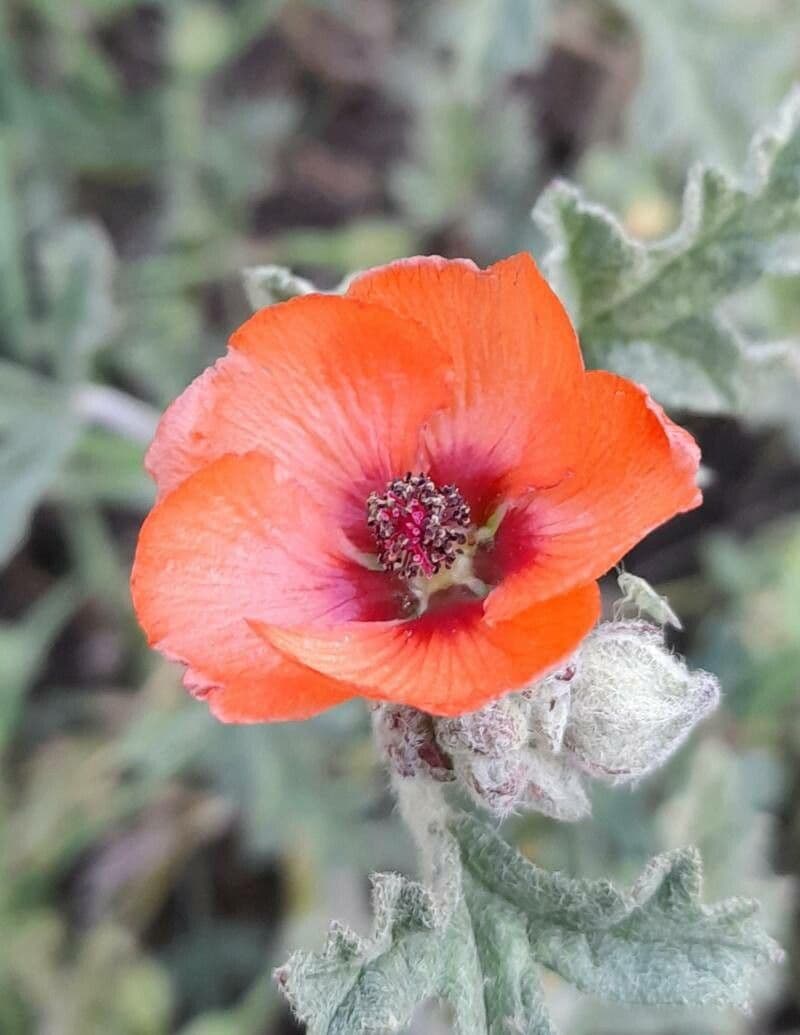 Sphaeralcea australe
