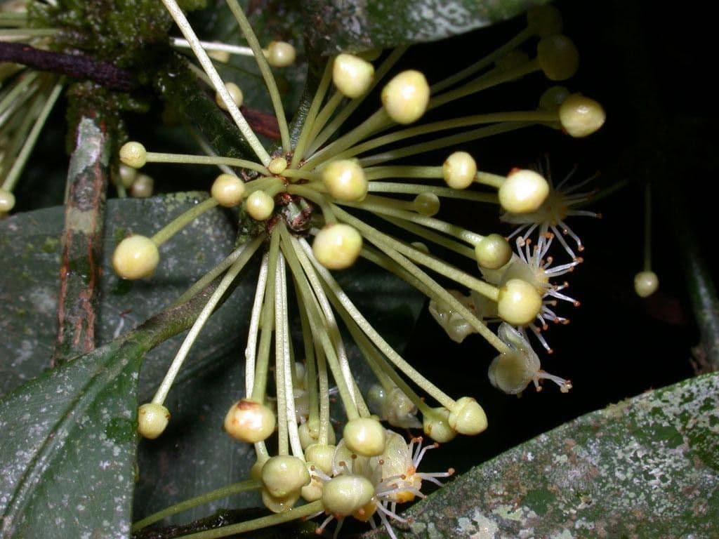 Garcinia 24