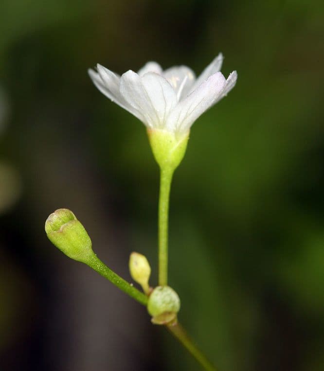 Montia 7