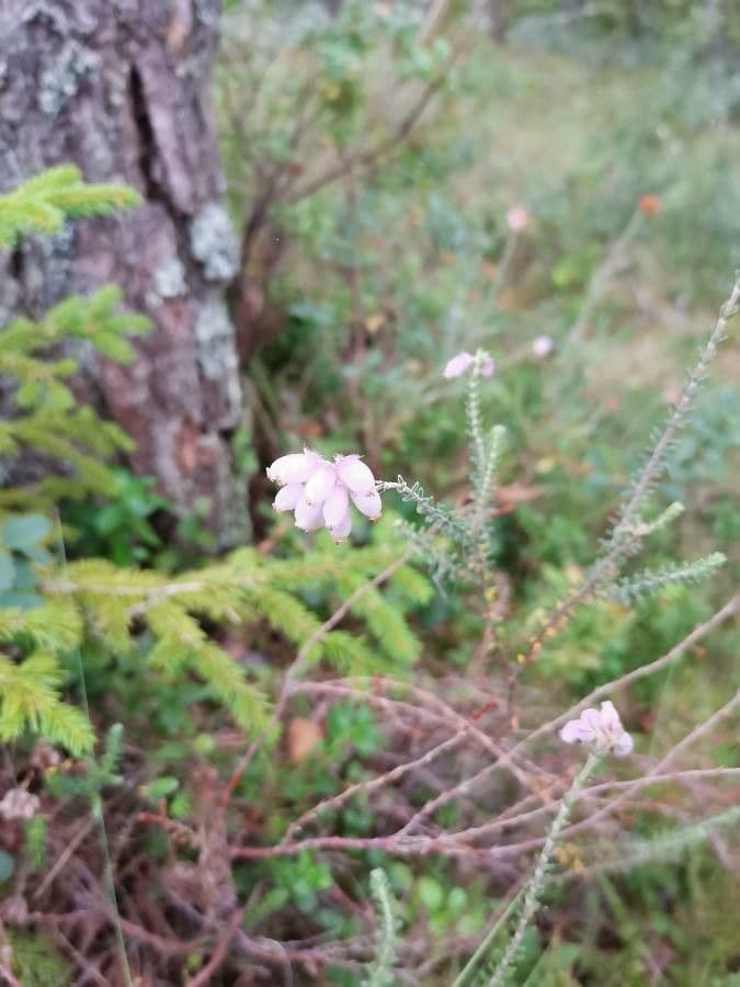 Glocken-Heide 3