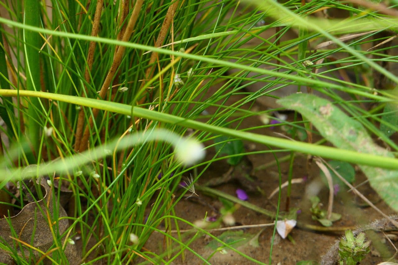 Schoenoplectus setaceus 8