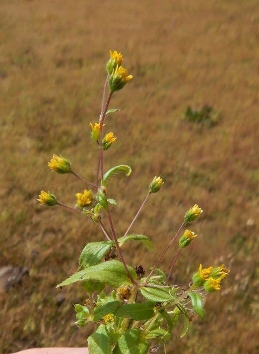 Jaegeria hirsuta 7