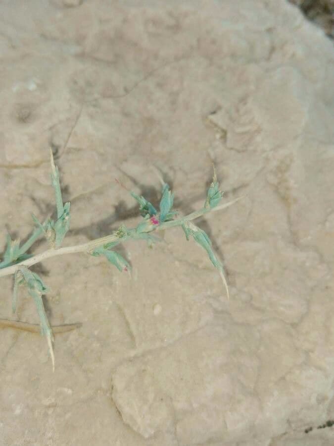 Salicornia spinosa