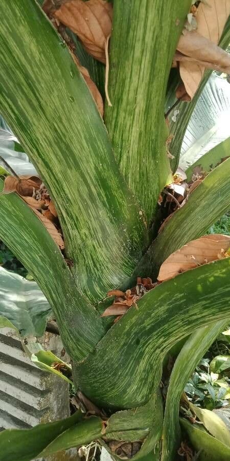 Dieffenbachia 23