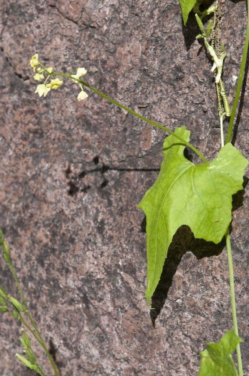 Cetriolo selvatico glabro 5